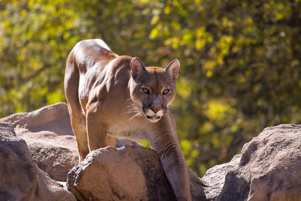 A mountain lion (also called a cougar) climbs over rocks.