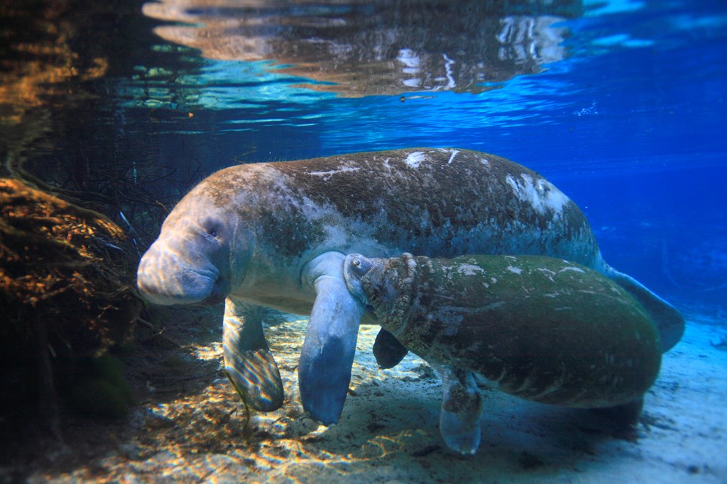 Mother manatee feeding her calf , swimming in the hot springs sanctuary in Crystal River, Florida.