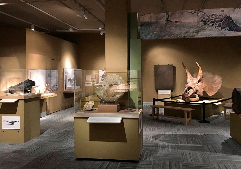 A museum display of fossils and artifacts at the University of Colorado Museum of Natural History.