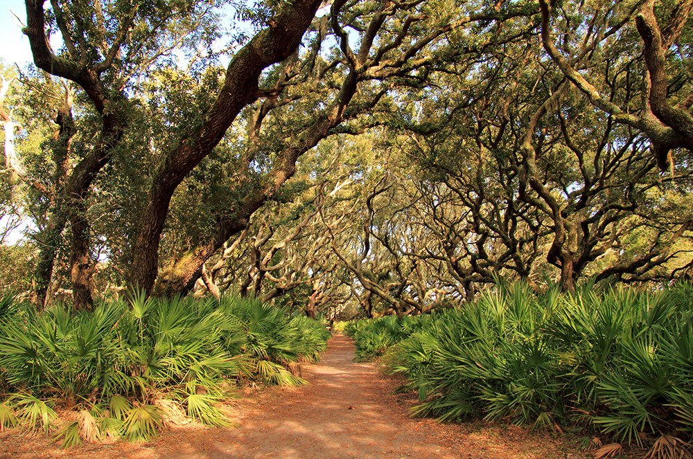 Cumberland Island National Seashore, located in the state of Georgia, is famous for its vast beaches, its extensive trail network, and also for its resident population of wild horses and other wildlife