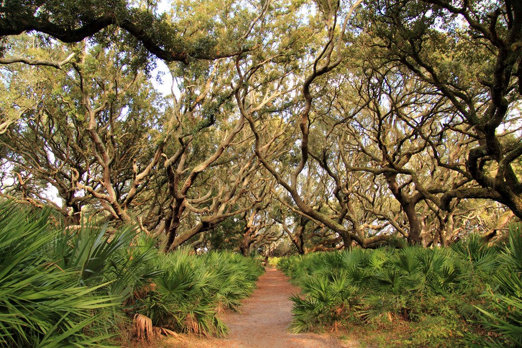 Cumberland Island National Seashore, located in the state of Georgia, is famous for its vast beaches, its extensive trail network, and also for its resident population of wild horses and other wildlife.