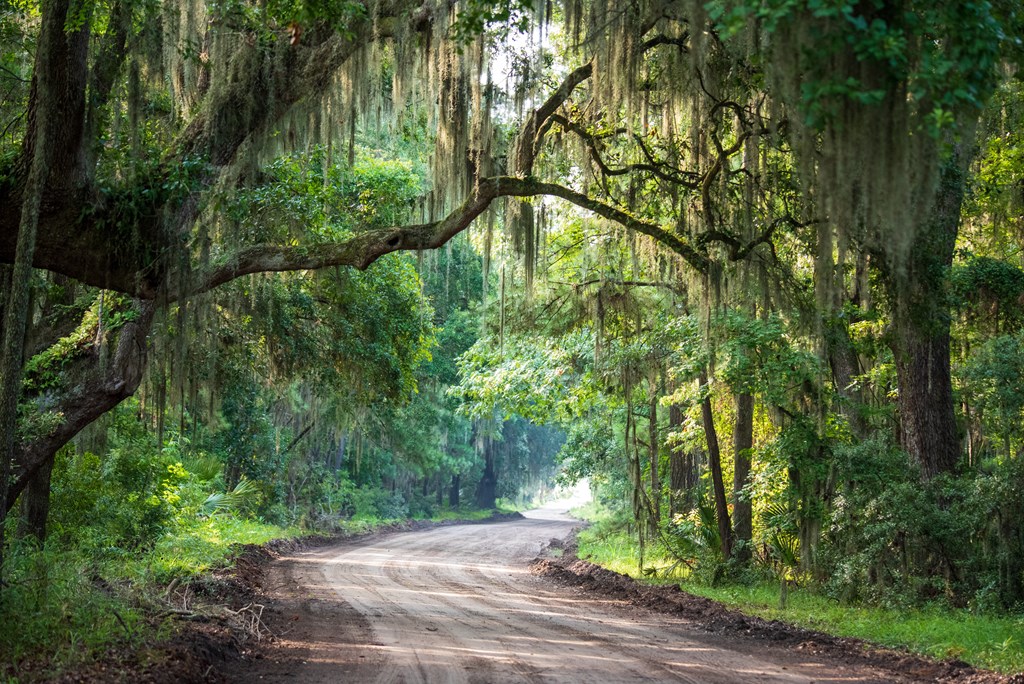 Live covered in Spanish moss line a dirt road on Daufuskie Island.