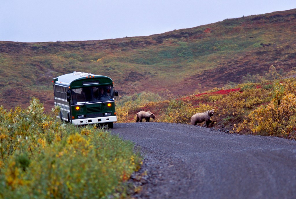 Grizzly bear with cubs on the road in Denali National Park as bus goes by.