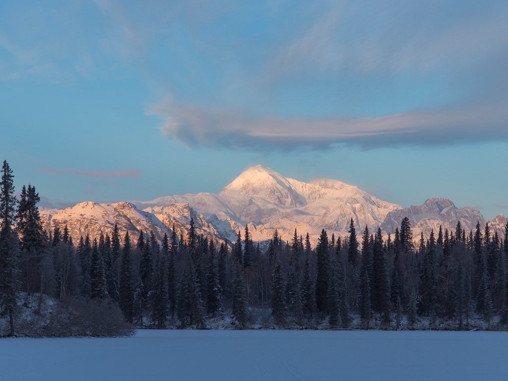 Denali (Mt. McKinley) in winter, behind a row of trees on Byer's Lake.