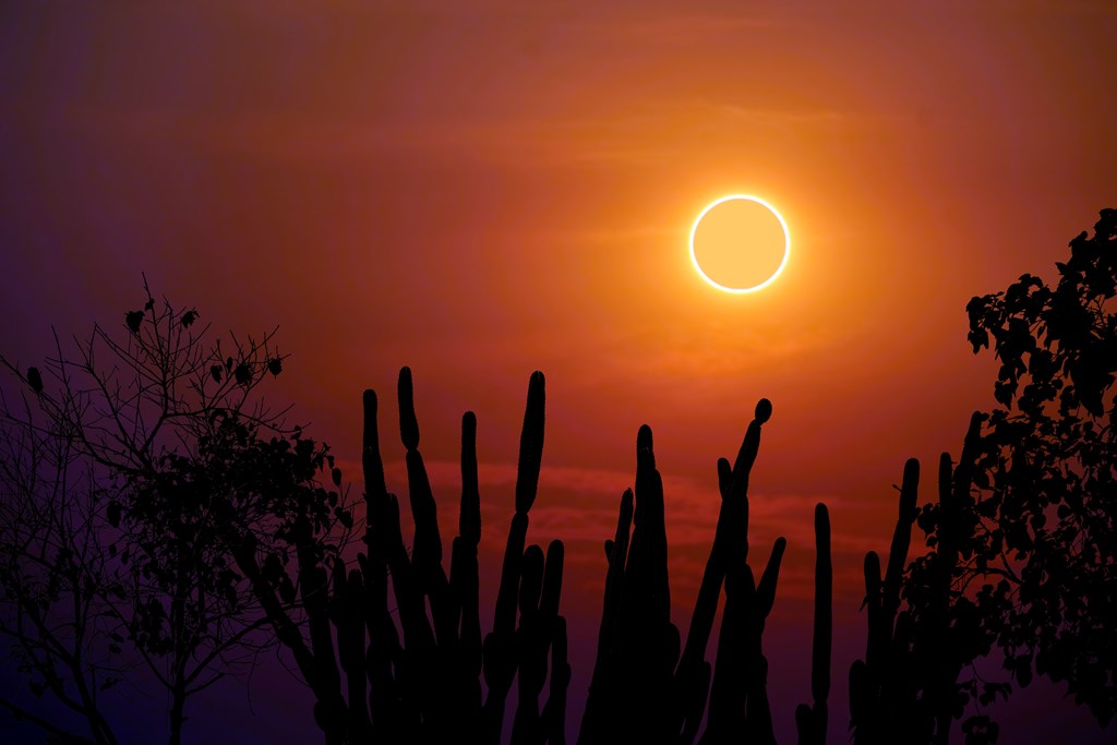 amazing phenomenon of total sun eclipse over silhouette cactus and desert tree sunset sky