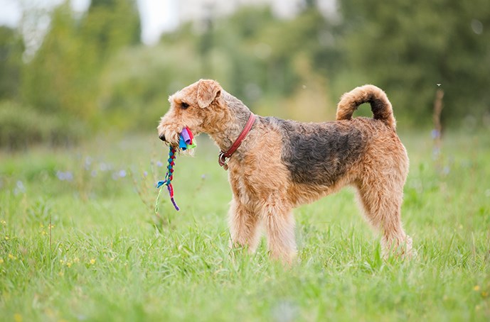 /blog/images/diy-dog-toy.jpg?preset=blogThumbnailCrop