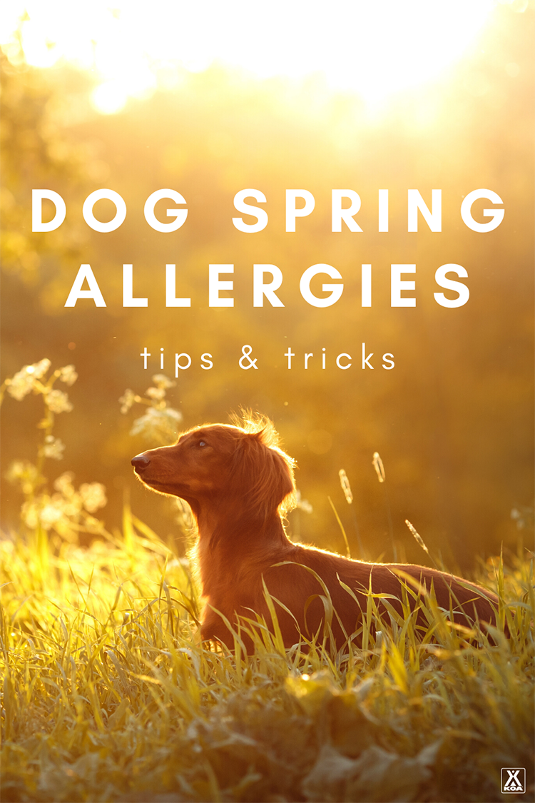 Did you know that dogs can experience seasonal allergies just like humans? Learn more about the symptoms of spring allergies in your dog & tips for dealing with them!
