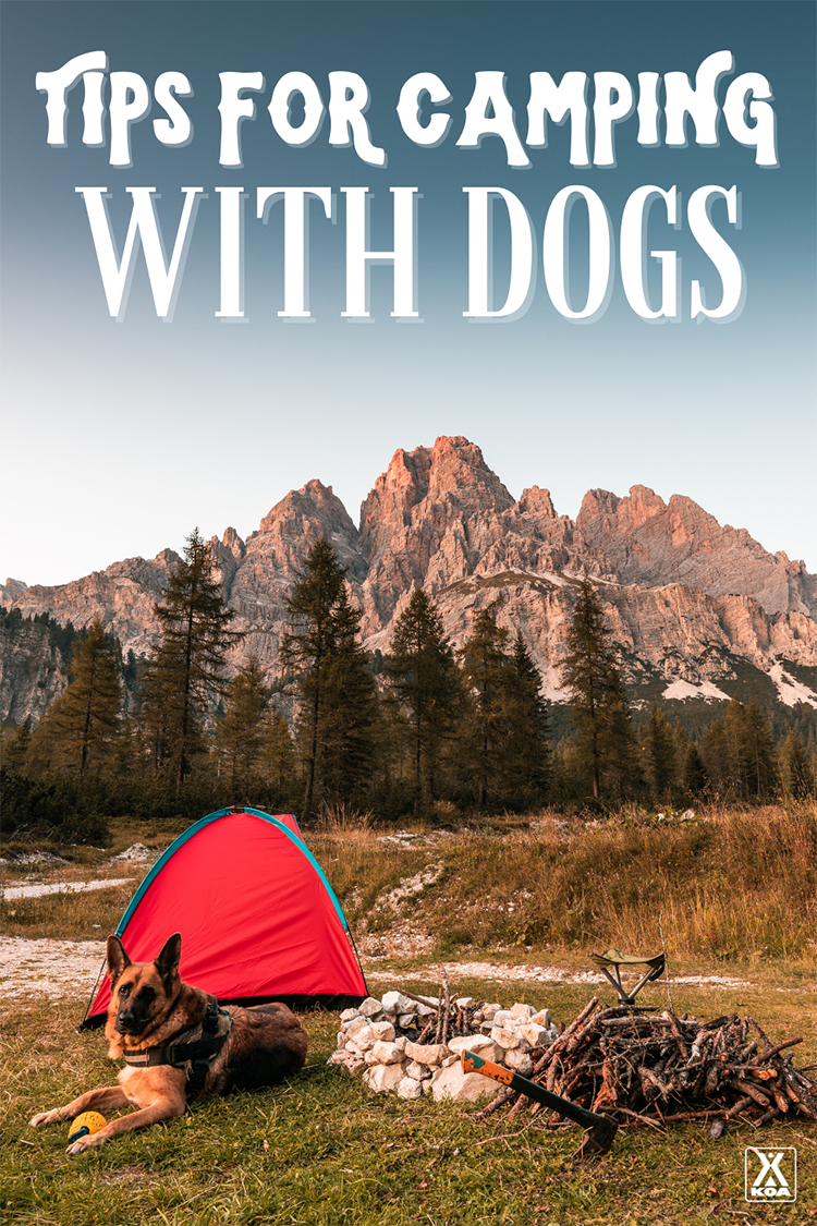 A Guide to Dog Allergies - Camping With Dogs
