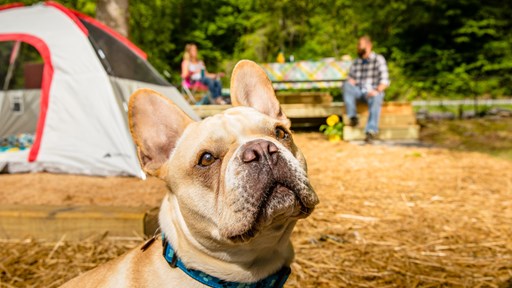 /blog/images/dog-camping.jpg?preset=blogThumbnailCrop
