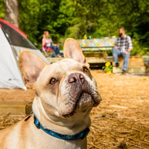 Pet-Friendly Adventures Around Cherokee North Carolina Image