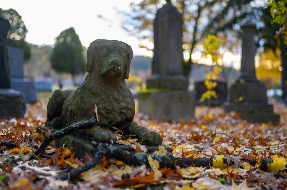 /blog/images/dog-cemetery.jpg?preset=blogThumbnailCrop