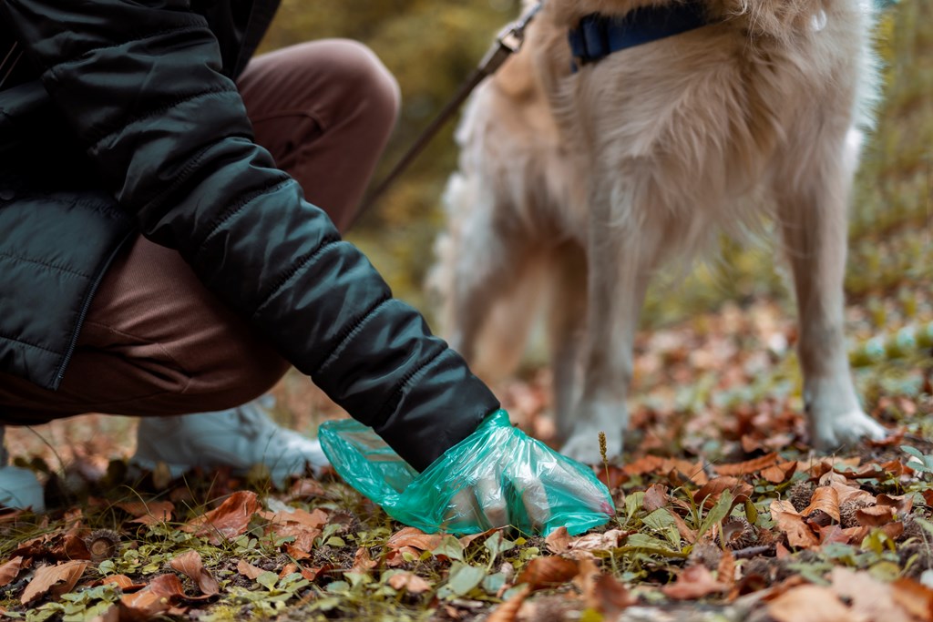 A young woman cleaning up after her dog with a poop bag.