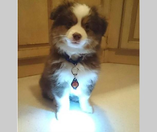 Dog Collar Light