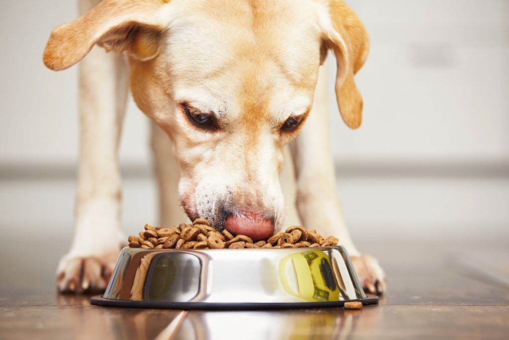 A yellow dog eating out of a silver dog bowl.