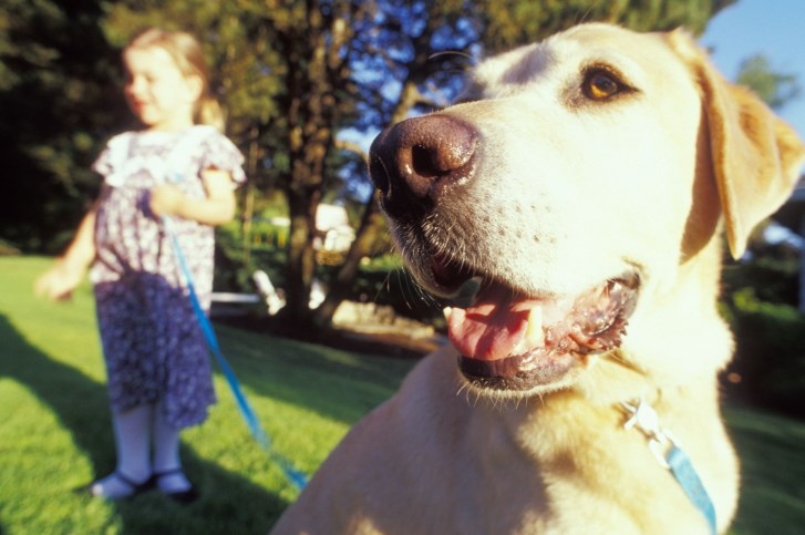Little Girl With Dog on Leash