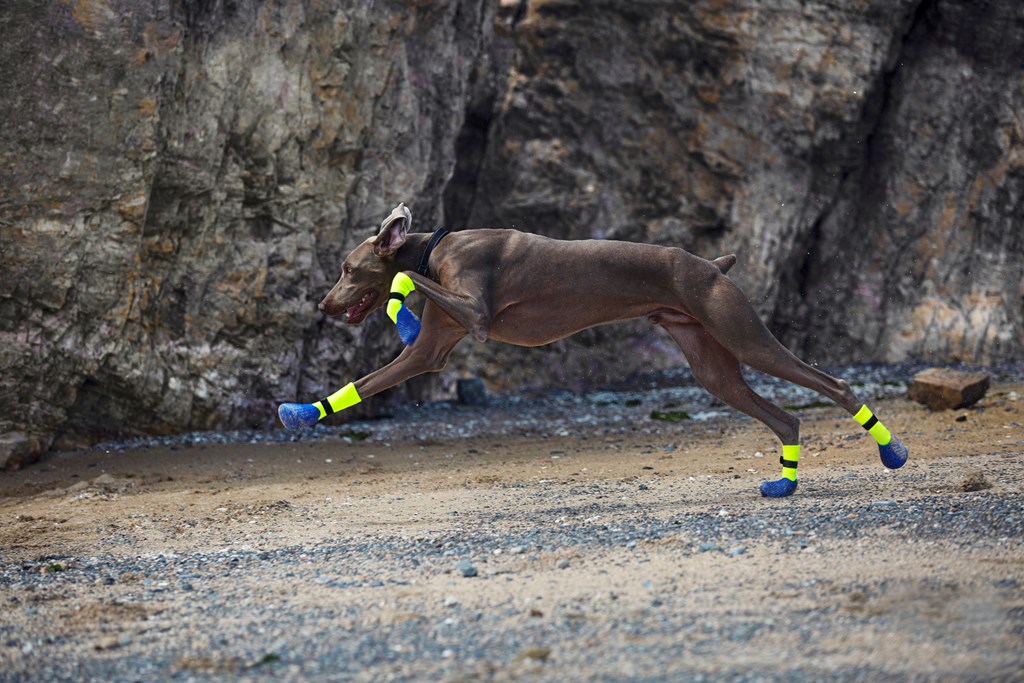 A doberman pinscher in shoes is exercising outdoors