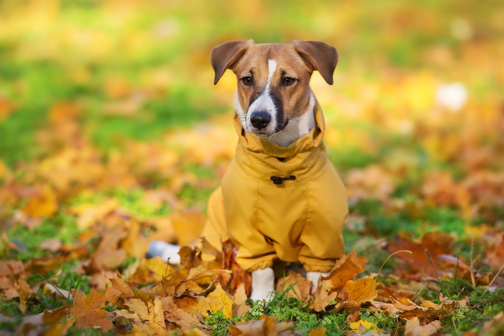 Close up portrait of a Jack Russell dog in a yellow coat.