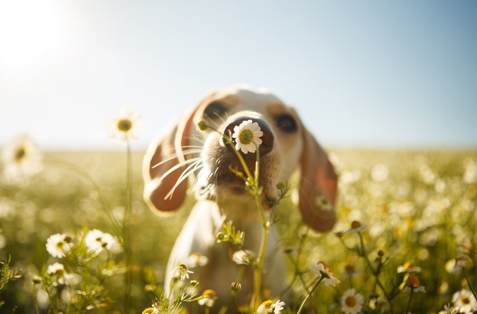 /blog/images/dog-in-flowers.jpg?preset=blogThumbnailCrop