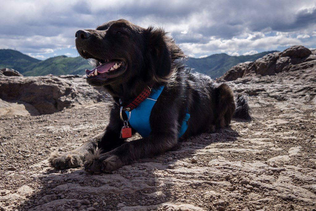 A mixed breed black dog on a hike in Golden, Colorado.