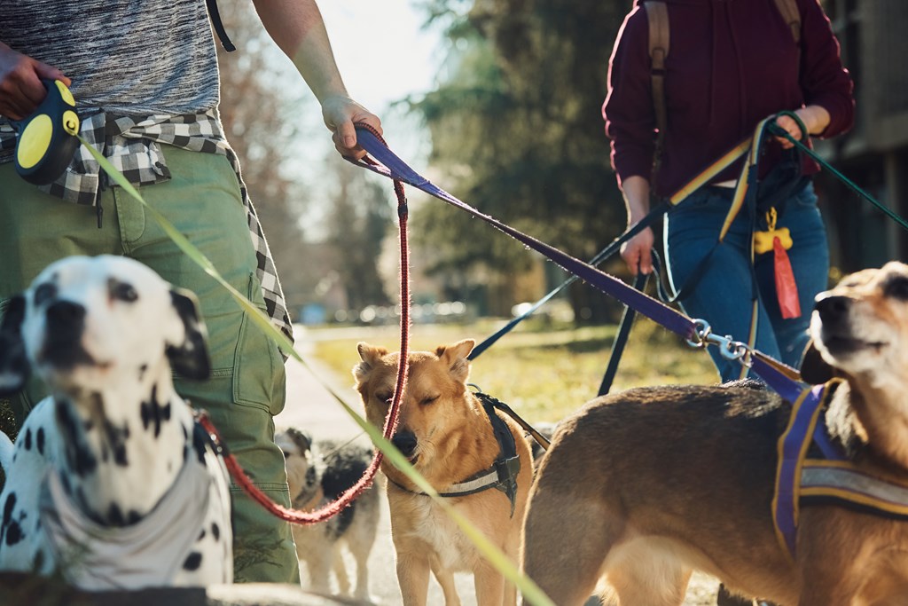 Close-up of mixed breed dogs and dog walkers enjoying in a walk in nature.