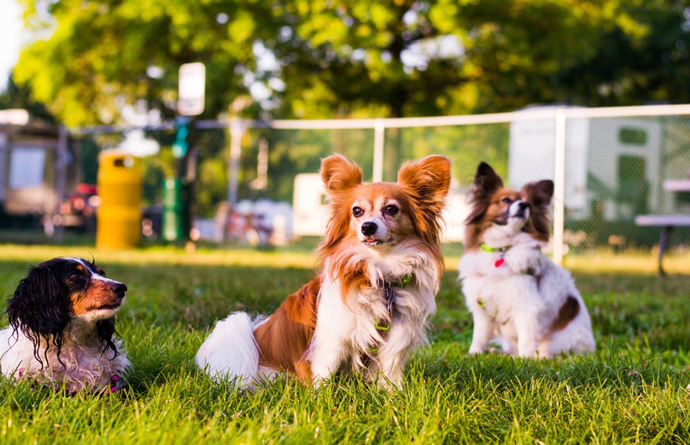 Outdoor Activities for Dogs: Dog-Friendly Summer Things to Do