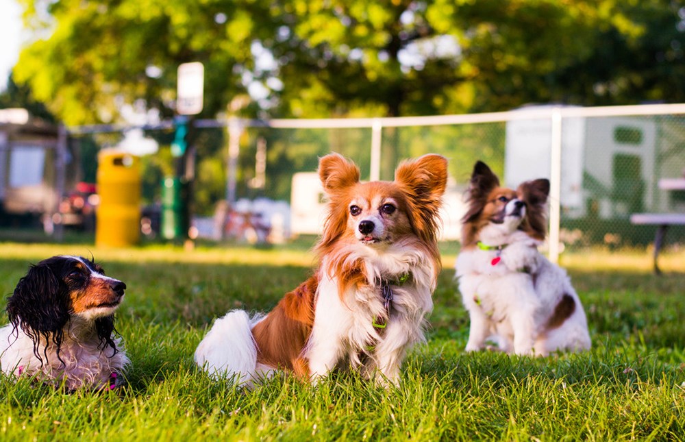 12 products to entertain your pets while you work