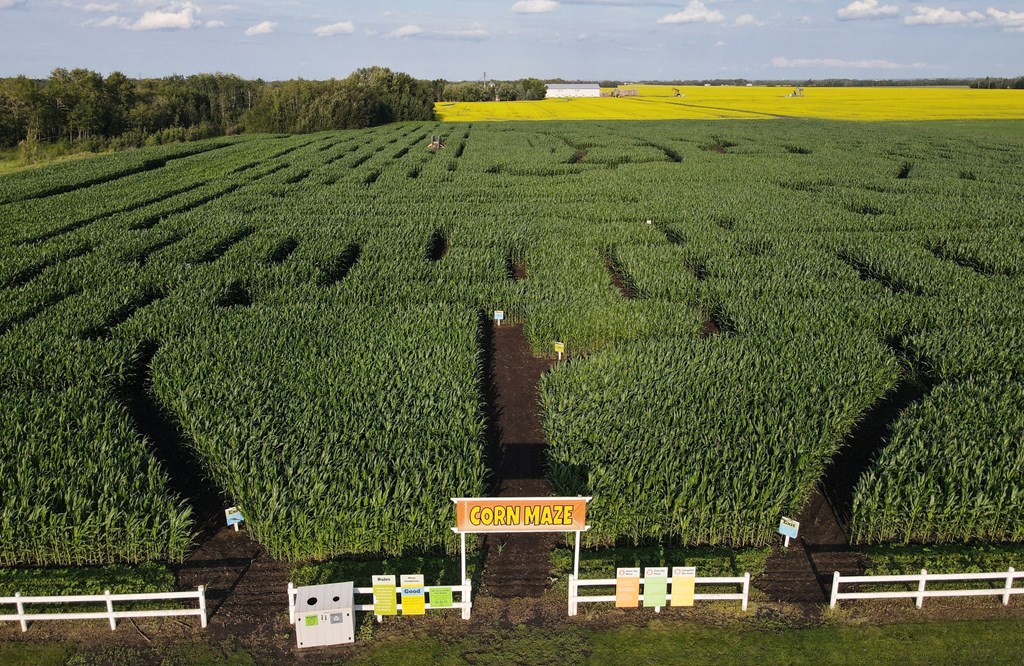Aerial view of a corn maze.