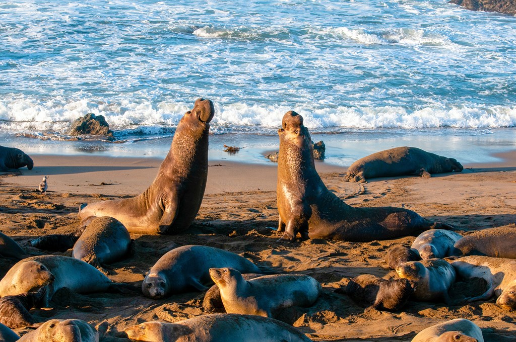 A challenger is met by the dominant bull in an Elephant Seal Rookery, Mirounga angustirostris, near Piedras Blancas on the central coast of California.