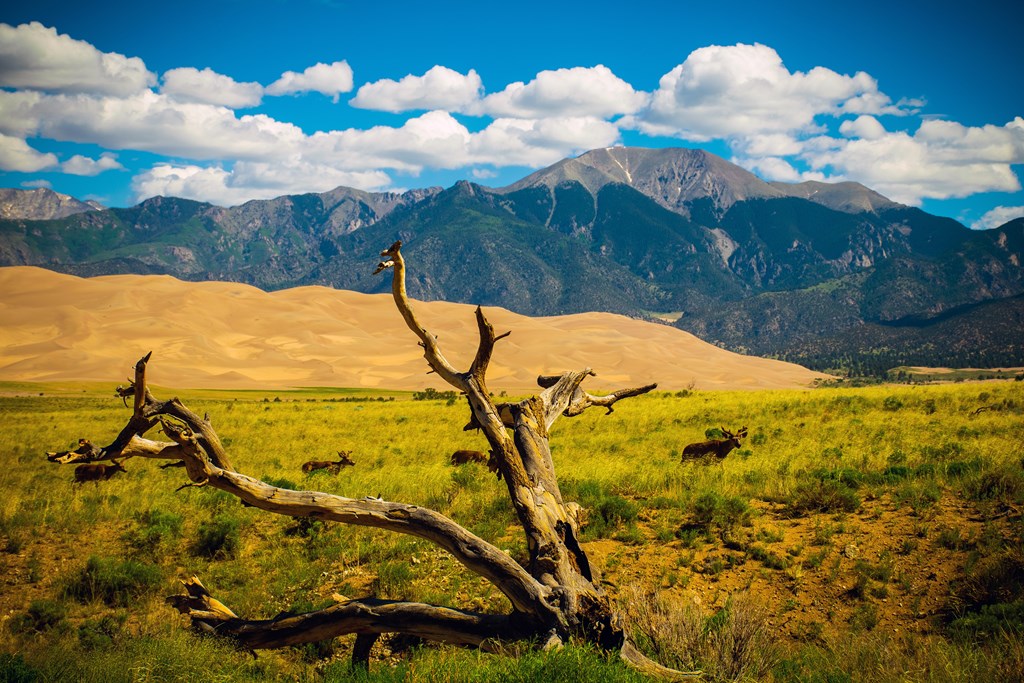 Herd of elk crossing Great Sand Dunes with the mountains in the distance.