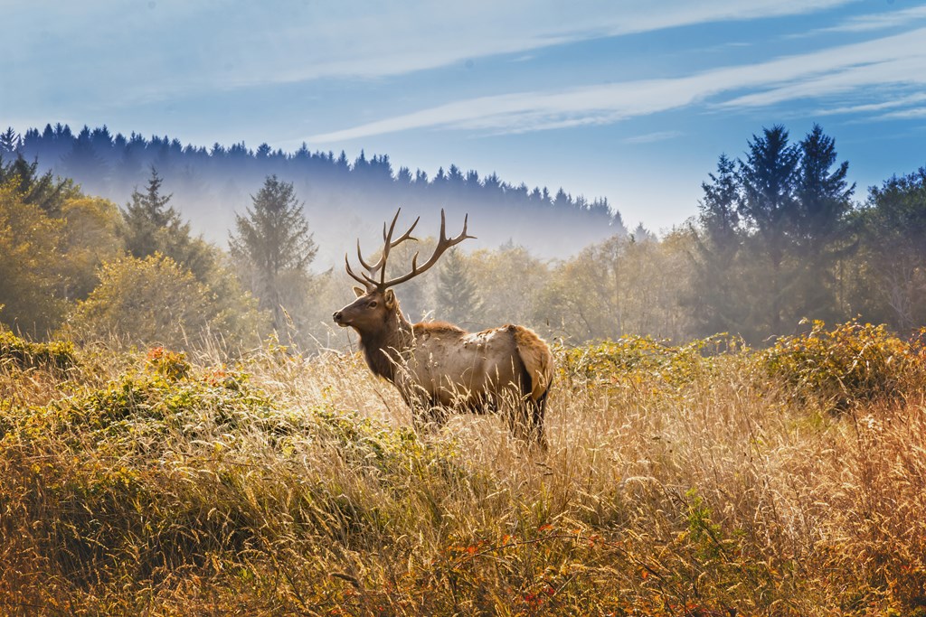 Elk in a meadow in the Yosemite National Park.