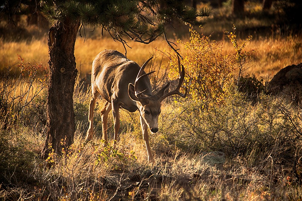 Male buck Mule Deer at Rocky Mountain National Park