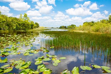 6 Swampy Parks to Explore in the Southern US Image