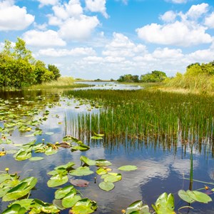 6 Swampy Parks to Explore in the Southern US Image