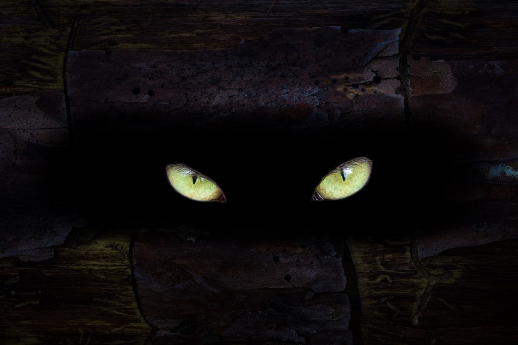 Yellow eyes of a beast sparkle through a gap in a tree to set the scene for a scary story to tell kids
