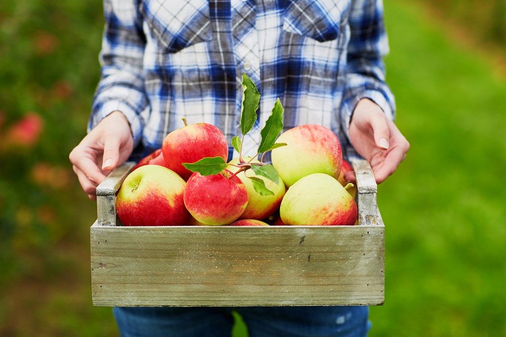 Closeup of woman's hands holding wooden crate with red ripe apples.