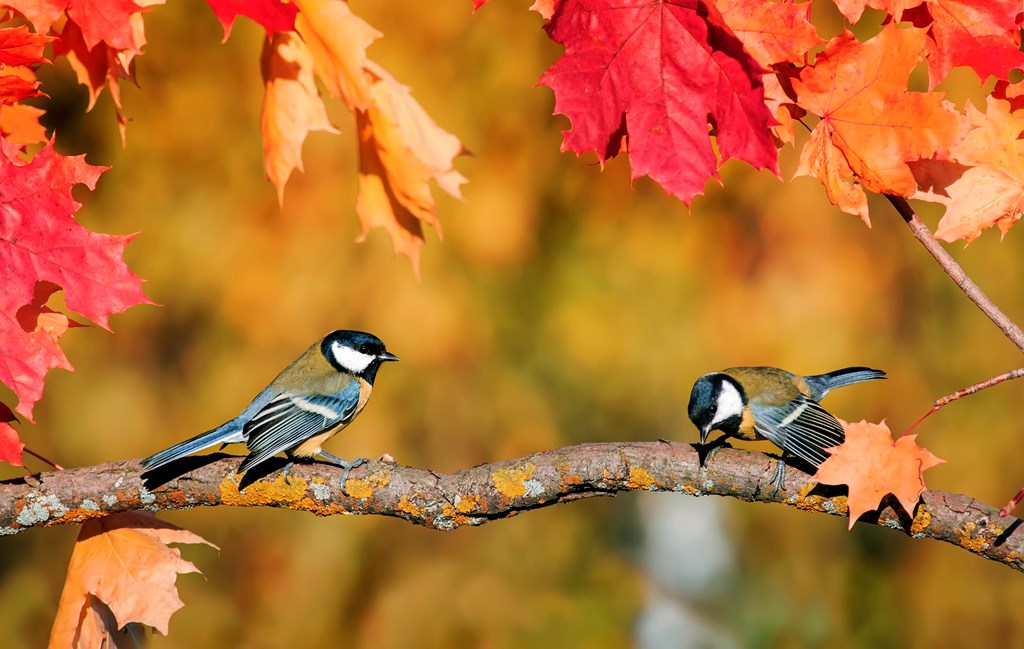 natural background with a pair of cute bird Tits sitting in an autumn garden on a maple branch with bright red leaves on a clear day