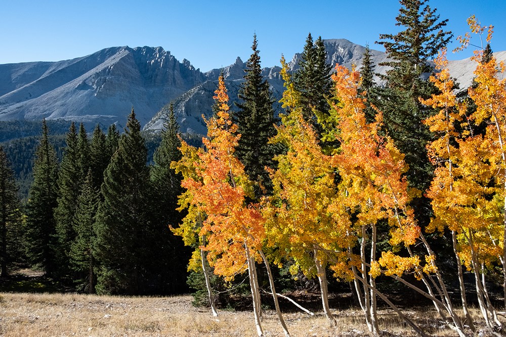 Great Basin National Park Scene