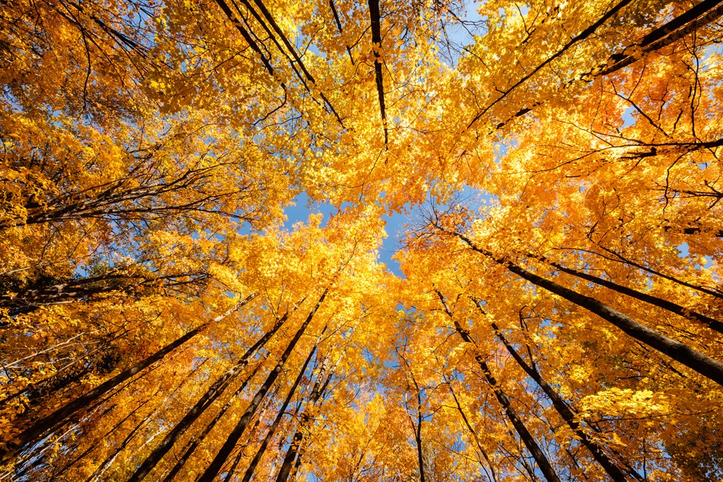 Looking straight up into the autumn maple canopy in early October in Clear Lake State Park, Woodruff, Wisconsin.