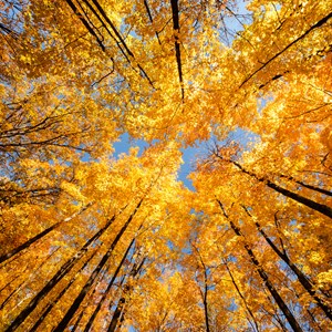 The Best Places to See Fall Leaves in the U.S. This Autumn Image
