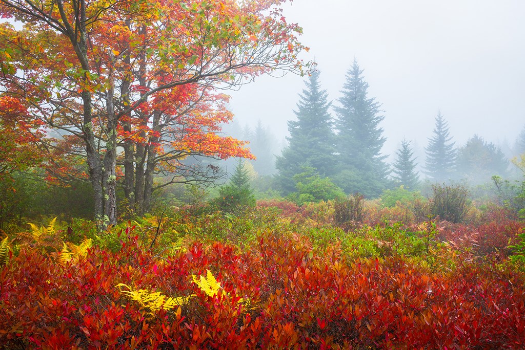 Autumn foliage and fog at West Virginia's Dolly Sods Wilderness
