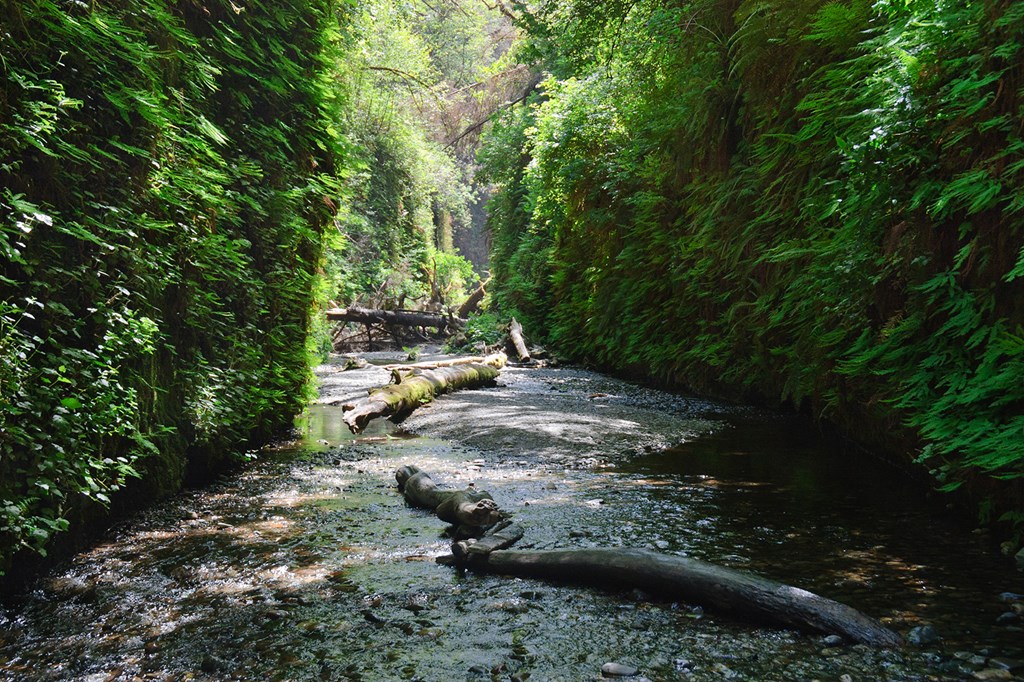 Fern Canyon at Redwood National Park