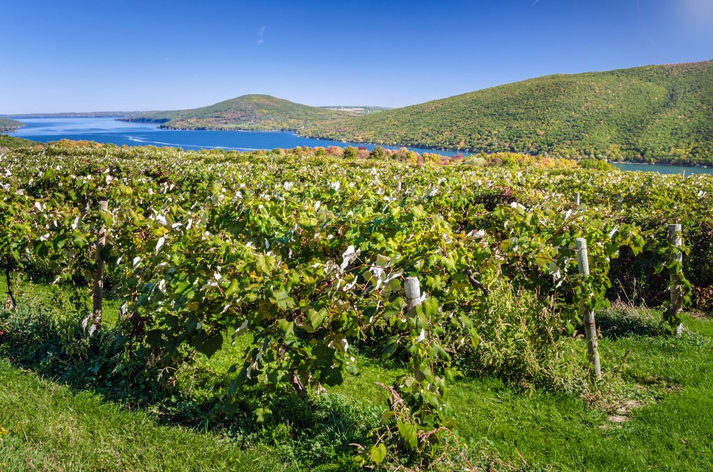 Vineyard with a Lake in Background on a Clear Early Autumn Day.