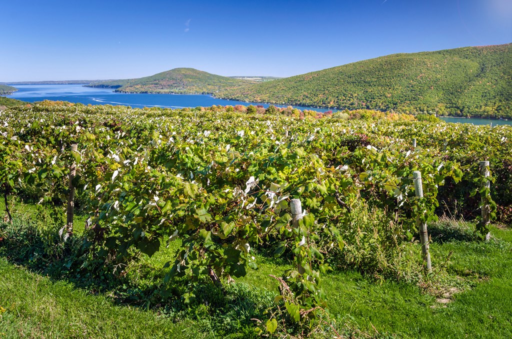 Vineyard with a Lake in Background on a Clear Early Autumn Day. 