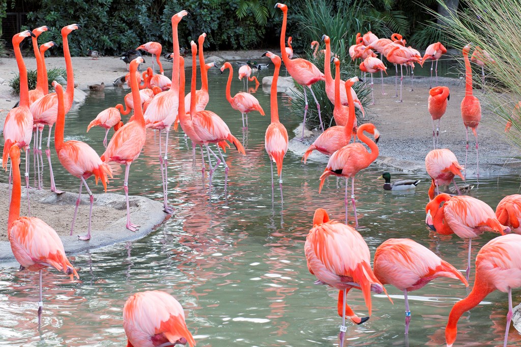 A group of bright pink flamingos enjoy the water at the San Diego Zoo.