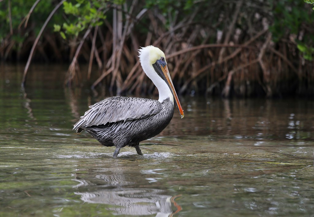 `A wild pelican wading in shallow water in Everglades National Park, Florida, USA