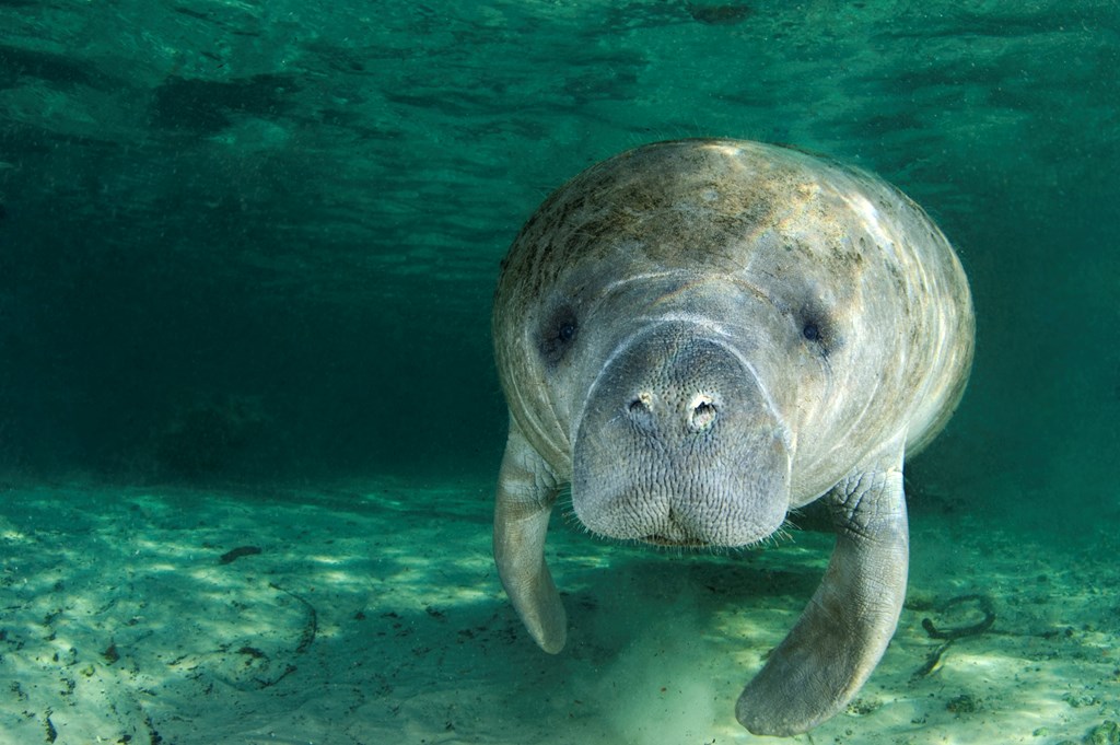 A manatee (Trichechus manatus latirostrus) swims along underwater in the springs of Crystal River, Florida.