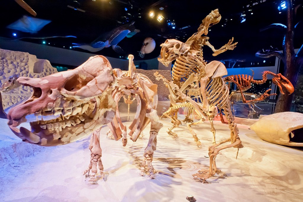Dinosaur fossils on display at the Florida Museum of Natural History.