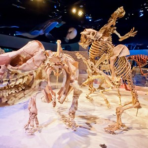 10 Free Family-Friendly Things to Do in Florida Image