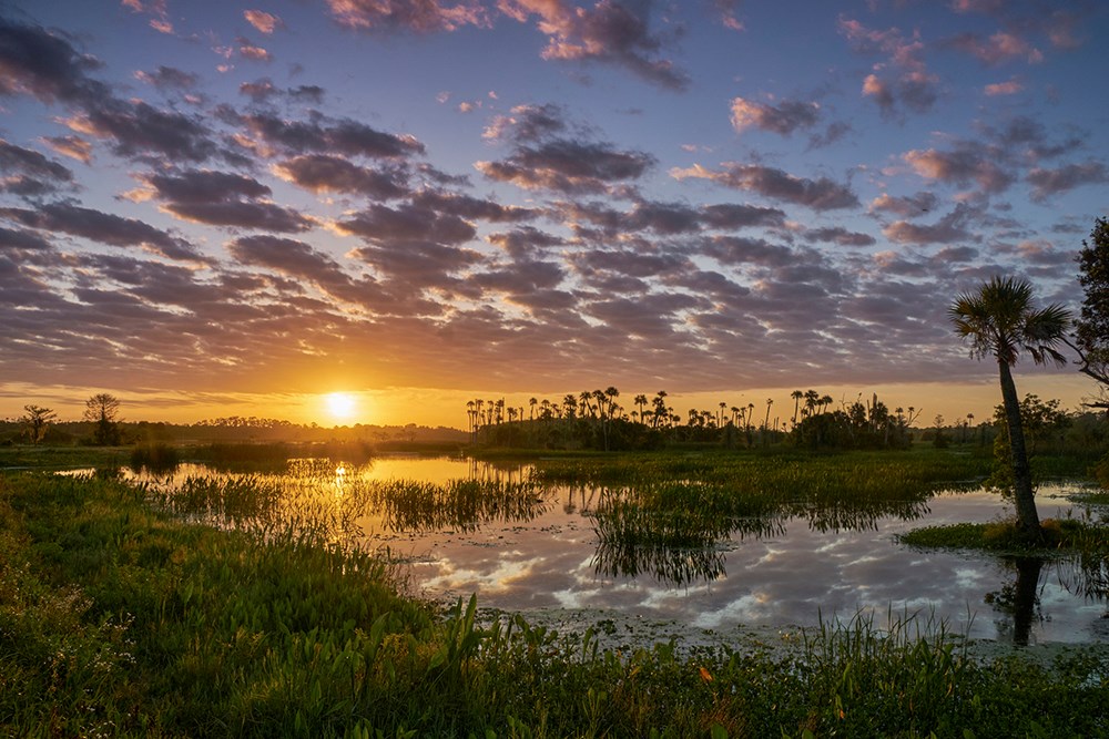 A vibrant sunrise in the beautiful natural surroundings of Orlando Wetlands Park in central Florida. The park is a large marsh area which is home to numerous birds, mammals, and reptiles.