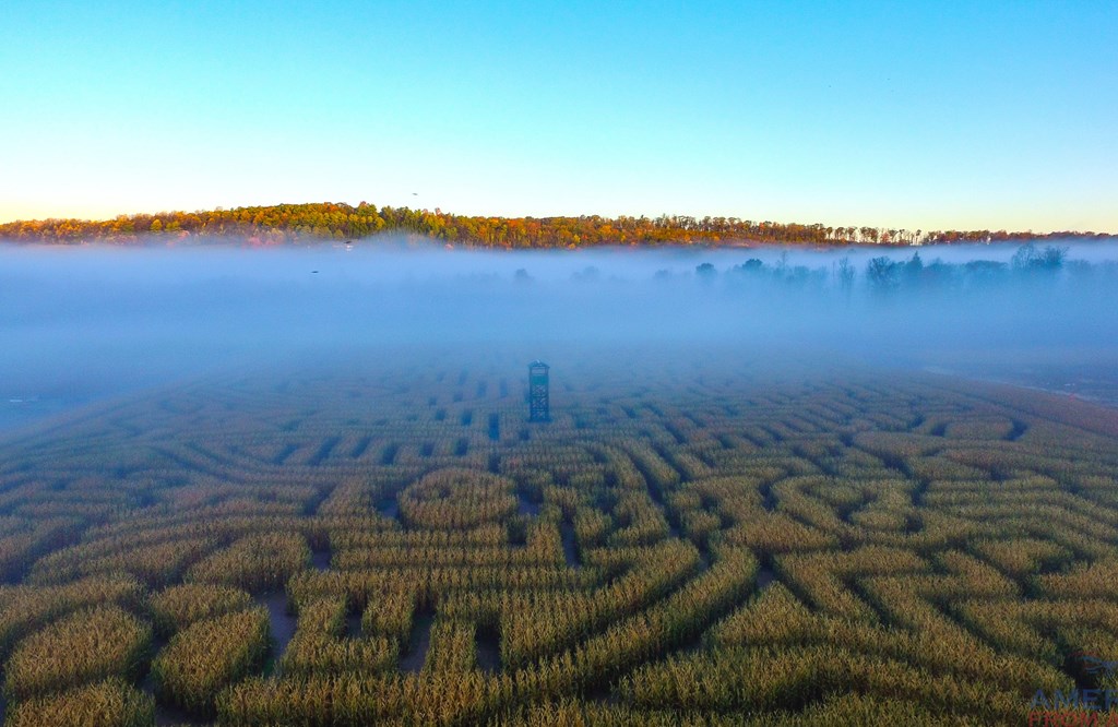 Fog laying on corn maze.